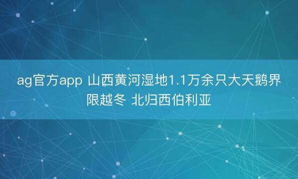 ag官方app 山西黄河湿地1.1万余只大天鹅界限越冬 北归西伯利亚