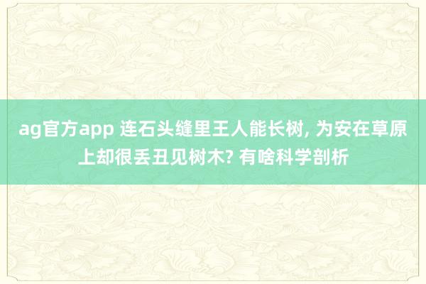 ag官方app 连石头缝里王人能长树, 为安在草原上却很丢丑见树木? 有啥科学剖析