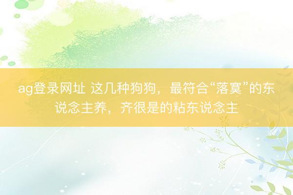 ag登录网址 这几种狗狗，最符合“落寞”的东说念主养，齐很是的粘东说念主